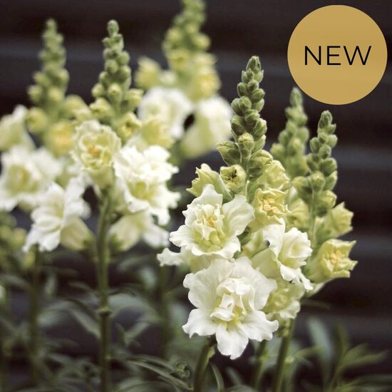 Lauvmutīte 'Madame Butterfly Ivory' F1 (Antirrhinum majus), 20 sēklas